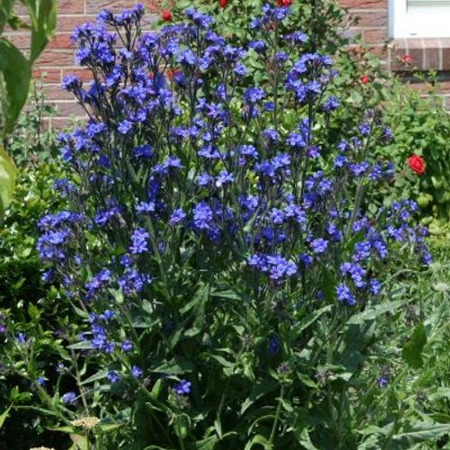 1365  Anchusa azurea  Loddon Royalist  I  Svenskt namn  :Italiensk oxtunga  I  Krukstorlek   : SQ1  I  Förväntad Höjd  :  90 cm  I  Blomningstid :  juli-aug - 3