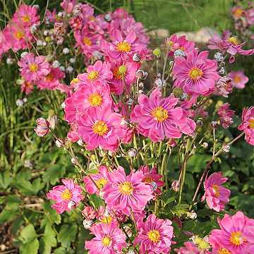 1463  Anemone hybrida  Fantasy Belle (PBR)  I  Svenskt namn  :Höstanemon  I  Krukstorlek   : SQ1  I  Förväntad Höjd  :  30/50 cm  I  Blomningstid :  aug-okt - 2