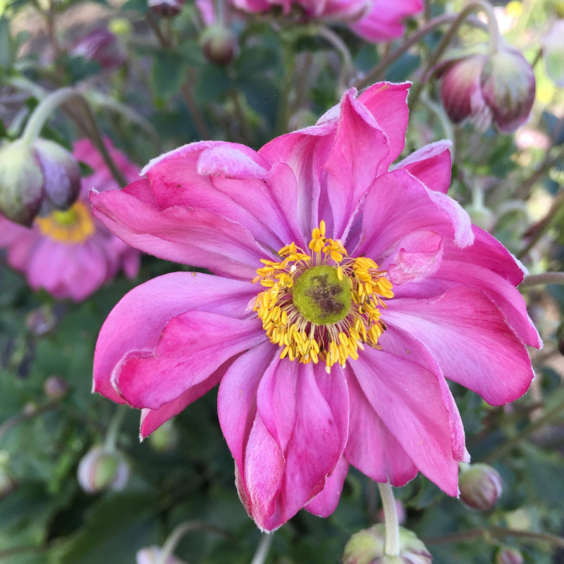 1463  Anemone hybrida  Fantasy Belle (PBR)  I  Svenskt namn  :Höstanemon  I  Krukstorlek   : SQ1  I  Förväntad Höjd  :  30/50 cm  I  Blomningstid :  aug-okt - 3
