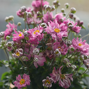 1463  Anemone hybrida  Fantasy Belle (PBR)  I  Svenskt namn  :Höstanemon  I  Krukstorlek   : SQ1  I  Förväntad Höjd  :  30/50 cm  I  Blomningstid :  aug-okt