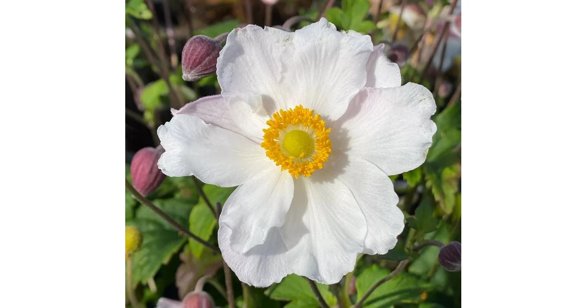 1470  Anemone hybrida  Fantasy Elsa (PBR)  I  Svenskt namn  :Höstanemon  I  Krukstorlek   : SQ1  I  Förväntad Höjd  :  30/50 cm  I  Blomningstid :  aug-okt - 3