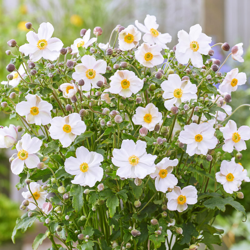 1470  Anemone hybrida  Fantasy Elsa (PBR)  I  Svenskt namn  :Höstanemon  I  Krukstorlek   : SQ1  I  Förväntad Höjd  :  30/50 cm  I  Blomningstid :  aug-okt