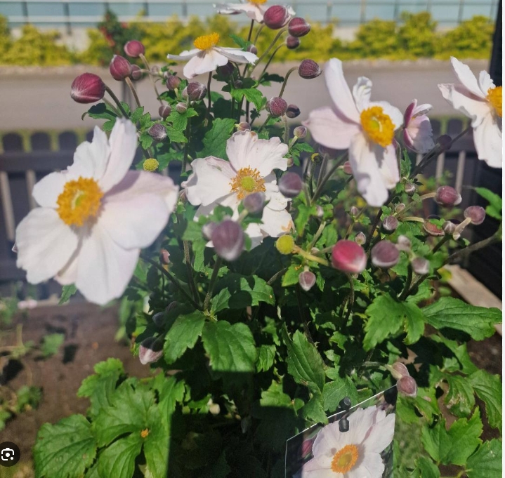 1470  Anemone hybrida  Fantasy Elsa (PBR)  I  Svenskt namn  :Höstanemon  I  Krukstorlek   : SQ1  I  Förväntad Höjd  :  30/50 cm  I  Blomningstid :  aug-okt - 2