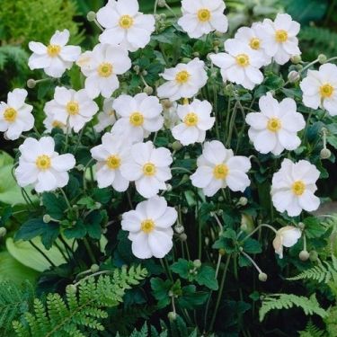1467  Anemone hybrida  Fantasy Rapunzel (PBR)  I  Svenskt namn  :Höstanemon  I  Krukstorlek   : SQ1  I  Förväntad Höjd  :  30/60 cm  I  Blomningstid :  aug-okt