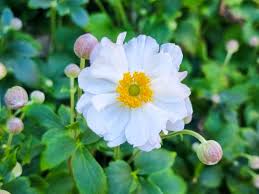 1467  Anemone hybrida  Fantasy Rapunzel (PBR)  I  Svenskt namn  :Höstanemon  I  Krukstorlek   : SQ1  I  Förväntad Höjd  :  30/60 cm  I  Blomningstid :  aug-okt - 3