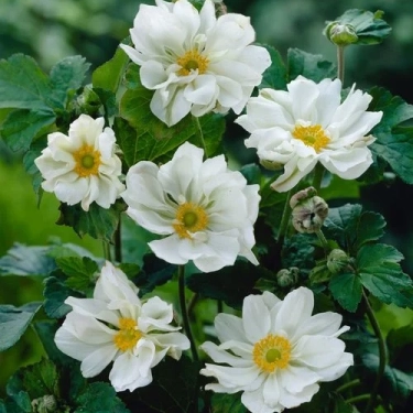 1467  Anemone hybrida  Fantasy Rapunzel (PBR)  I  Svenskt namn  :Höstanemon  I  Krukstorlek   : SQ1  I  Förväntad Höjd  :  30/60 cm  I  Blomningstid :  aug-okt - 2