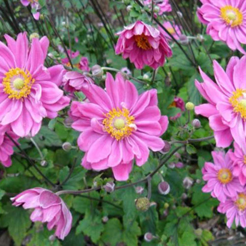 1443  Anemone hybrida  Pamina  I  Svenskt namn  :Höstanemon  I  Krukstorlek   : SQ1  I  Förväntad Höjd  :  40/60 cm  I  Blomningstid :  aug-okt - 2