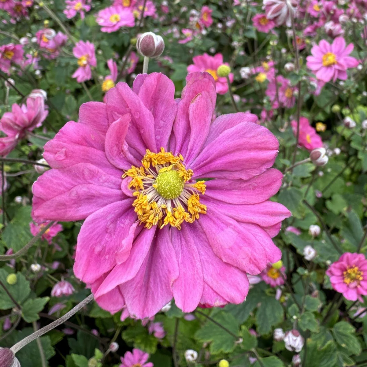 1443  Anemone hybrida  Pamina  I  Svenskt namn  :Höstanemon  I  Krukstorlek   : SQ1  I  Förväntad Höjd  :  40/60 cm  I  Blomningstid :  aug-okt - 3