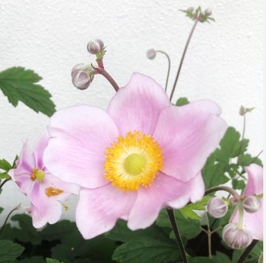 1472  Anemone hybrida  Praecox  I  Svenskt namn  :Höstanemon  I  Krukstorlek   : SQ1/P9  I  Förväntad Höjd  :  30/60 cm  I  Blomningstid :  aug-okt - 3