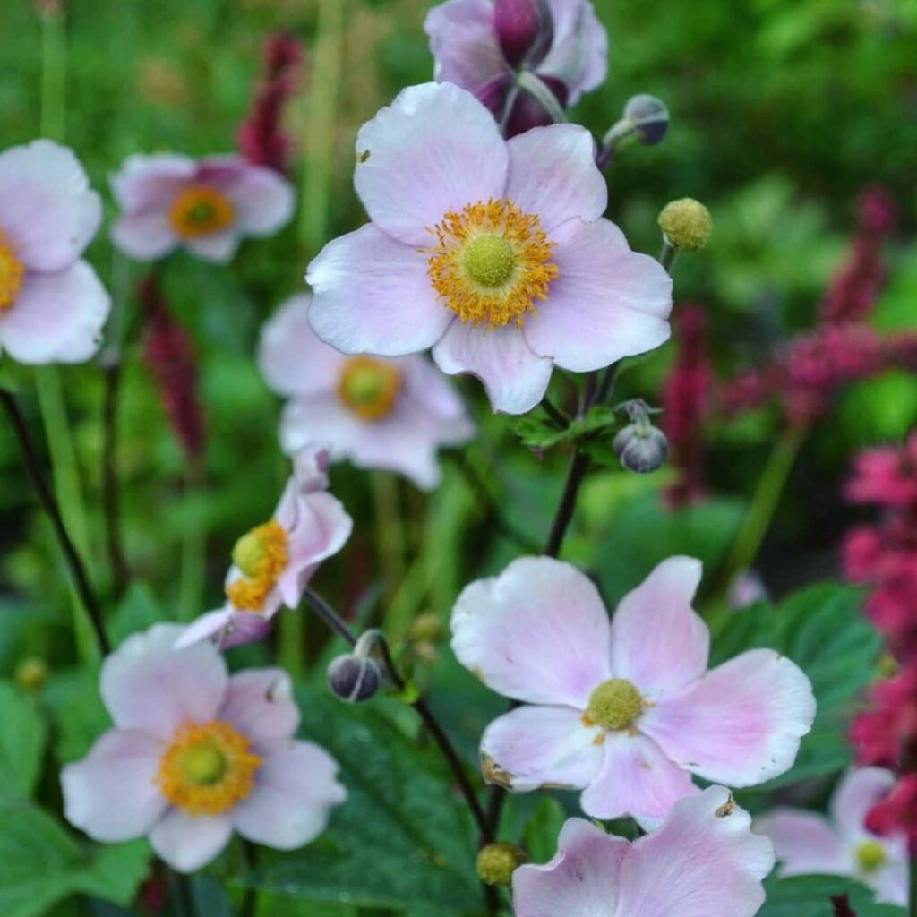 1472  Anemone hybrida  Praecox  I  Svenskt namn  :Höstanemon  I  Krukstorlek   : SQ1/P9  I  Förväntad Höjd  :  30/60 cm  I  Blomningstid :  aug-okt