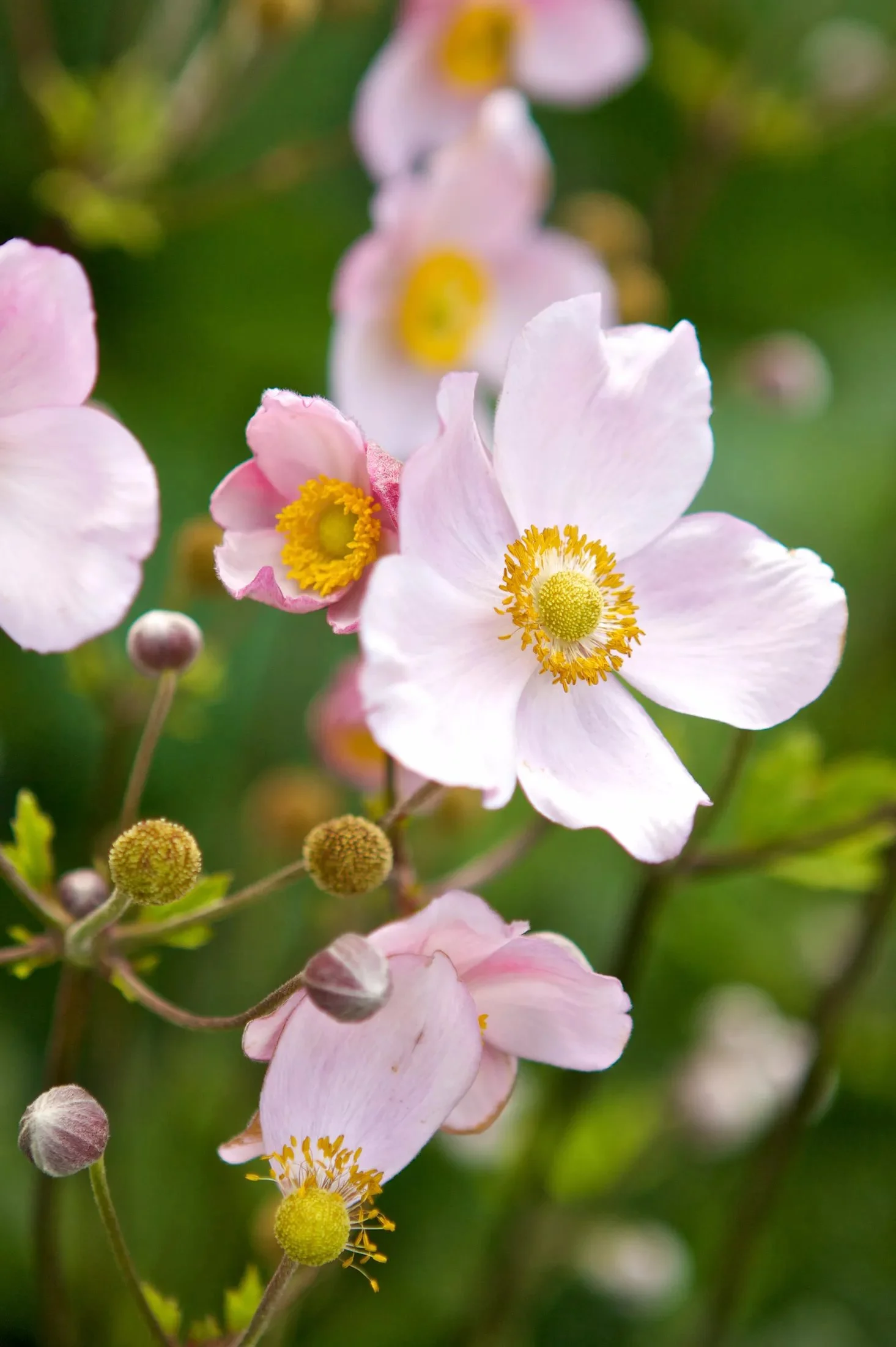 1472  Anemone hybrida  Praecox  I  Svenskt namn  :Höstanemon  I  Krukstorlek   : SQ1/P9  I  Förväntad Höjd  :  30/60 cm  I  Blomningstid :  aug-okt - 2