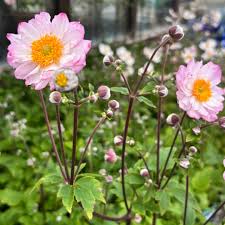 1503  Anemone hybrida  Royal Candy  I  Svenskt namn  :Höstanemon  I  Krukstorlek   : SQ1  I  Förväntad Höjd  :  60/100 cm  I  Blomningstid :  aug-okt