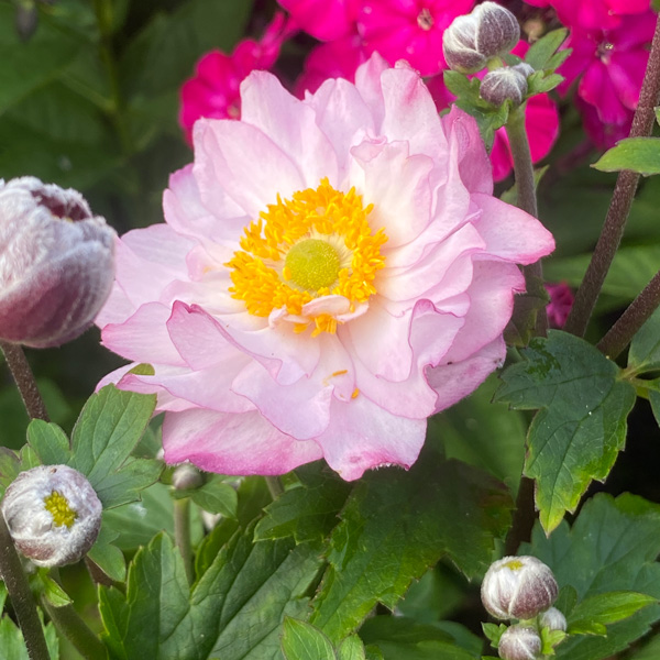 1503  Anemone hybrida  Royal Candy  I  Svenskt namn  :Höstanemon  I  Krukstorlek   : SQ1  I  Förväntad Höjd  :  60/100 cm  I  Blomningstid :  aug-okt - 3