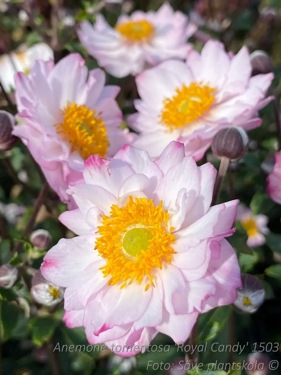 1503  Anemone hybrida  Royal Candy  I  Svenskt namn  :Höstanemon  I  Krukstorlek   : SQ1  I  Förväntad Höjd  :  60/100 cm  I  Blomningstid :  aug-okt - 2