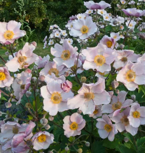 1449  Anemone hybrida  September Charm  I  Svenskt namn  :Höstanemon  I  Krukstorlek   : SQ1/P9  I  Förväntad Höjd  :  60/90 cm  I  Blomningstid :  sept-okt - 2