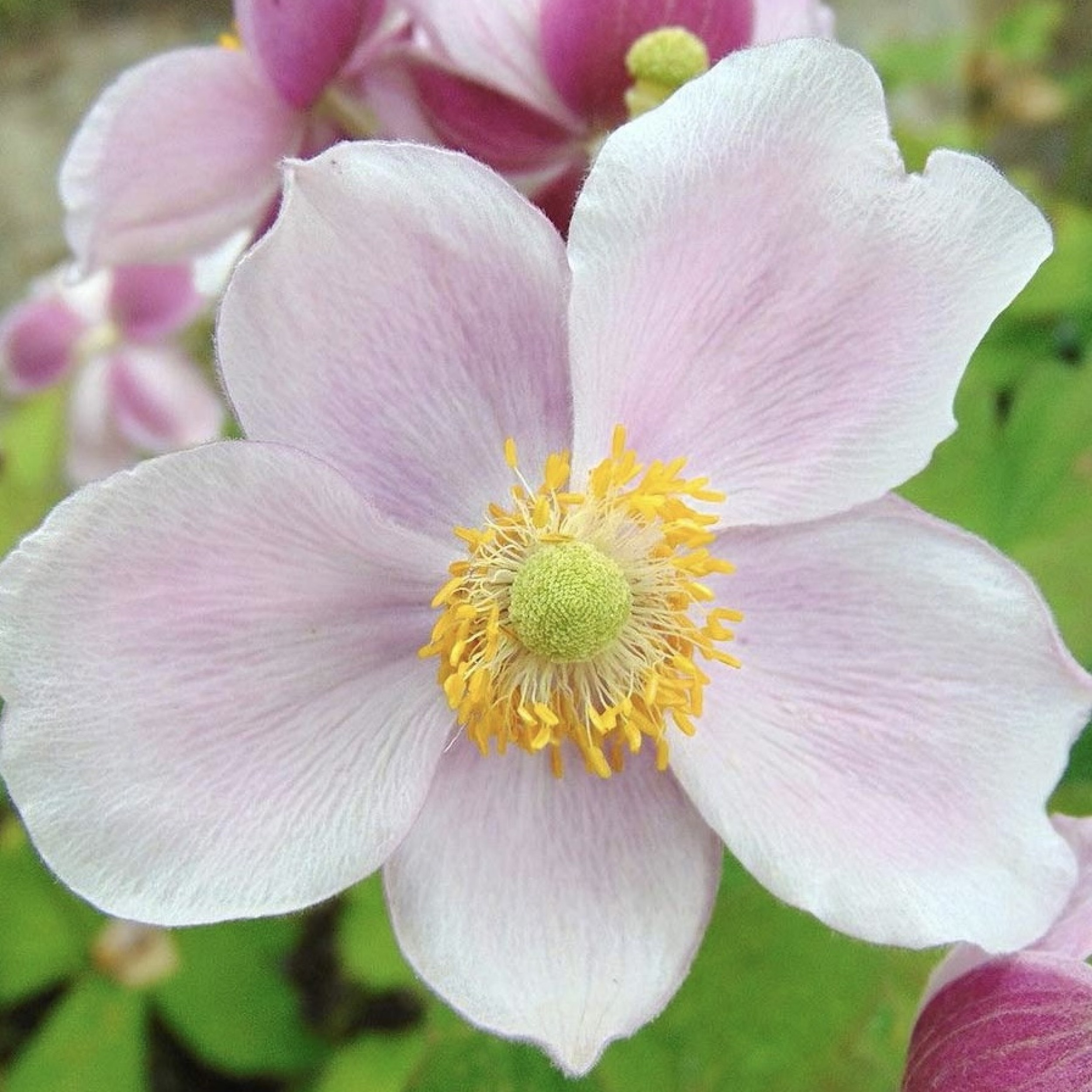 1449  Anemone hybrida  September Charm  I  Svenskt namn  :Höstanemon  I  Krukstorlek   : SQ1/P9  I  Förväntad Höjd  :  60/90 cm  I  Blomningstid :  sept-okt - 3