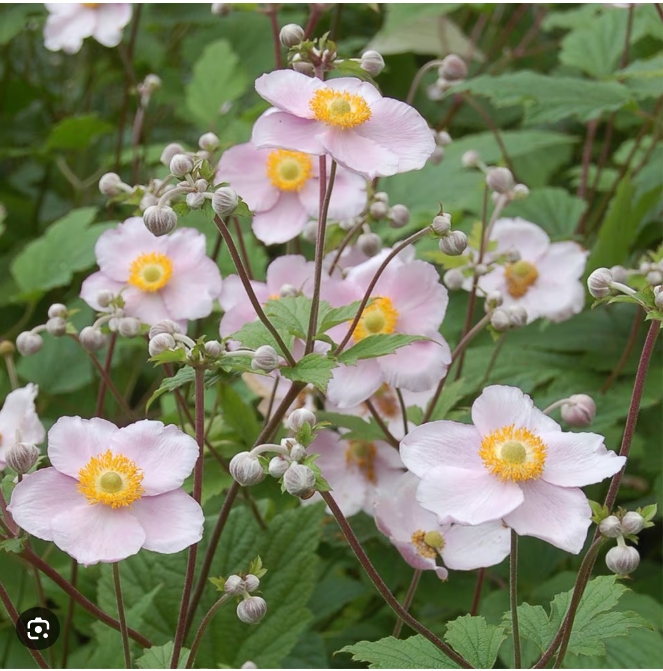 1449  Anemone hybrida  September Charm  I  Svenskt namn  :Höstanemon  I  Krukstorlek   : SQ1/P9  I  Förväntad Höjd  :  60/90 cm  I  Blomningstid :  sept-okt