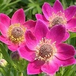 1454  Anemone multifida  Rubra  I  Svenskt namn  :Flikanemon  I  Krukstorlek   : 11c  I  Förväntad Höjd  :  30 cm  I  Blomningstid :  maj-juni - 2