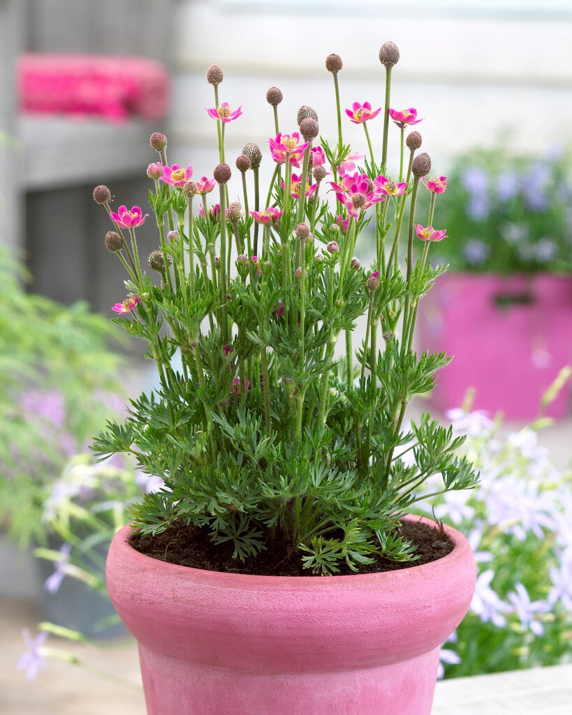1454  Anemone multifida  Rubra  I  Svenskt namn  :Flikanemon  I  Krukstorlek   : 11c  I  Förväntad Höjd  :  30 cm  I  Blomningstid :  maj-juni - 3