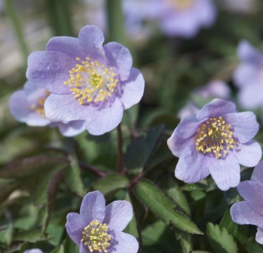 1468  Anemone nemorosa  Robinsoniana  I  Svenskt namn  :Vitsippa  I  Krukstorlek   : 11c  I  Förväntad Höjd  :  15 cm  I  Blomningstid :  april-maj - 2