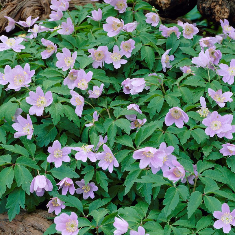 1468  Anemone nemorosa  Robinsoniana  I  Svenskt namn  :Vitsippa  I  Krukstorlek   : 11c  I  Förväntad Höjd  :  15 cm  I  Blomningstid :  april-maj