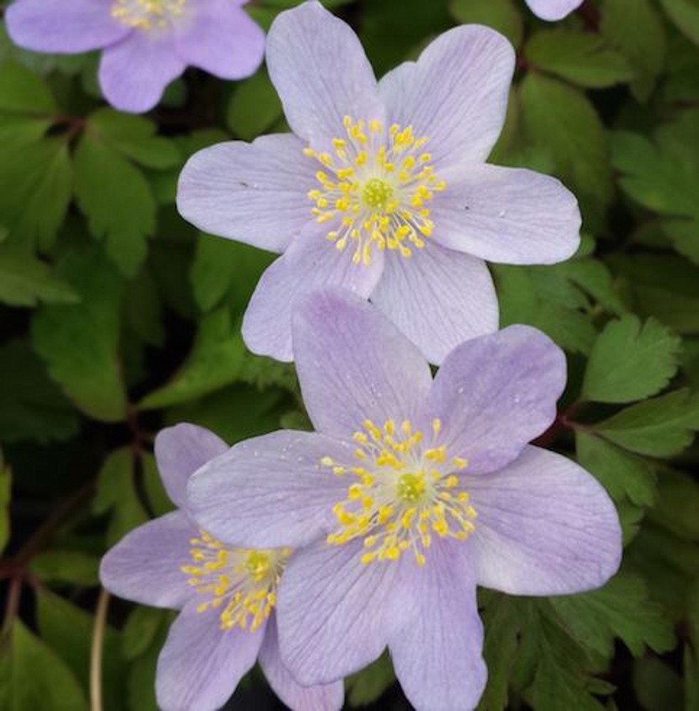 1468  Anemone nemorosa  Robinsoniana  I  Svenskt namn  :Vitsippa  I  Krukstorlek   : 11c  I  Förväntad Höjd  :  15 cm  I  Blomningstid :  april-maj - 3
