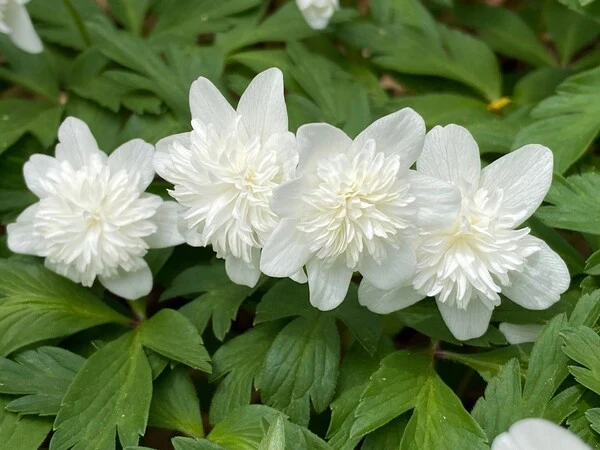 1475  Anemone nemorosa  Vestal  I  Svenskt namn  :Vitsippa  I  Krukstorlek   : 11c  I  Förväntad Höjd  :  15 cm  I  Blomningstid :  april-maj - 2