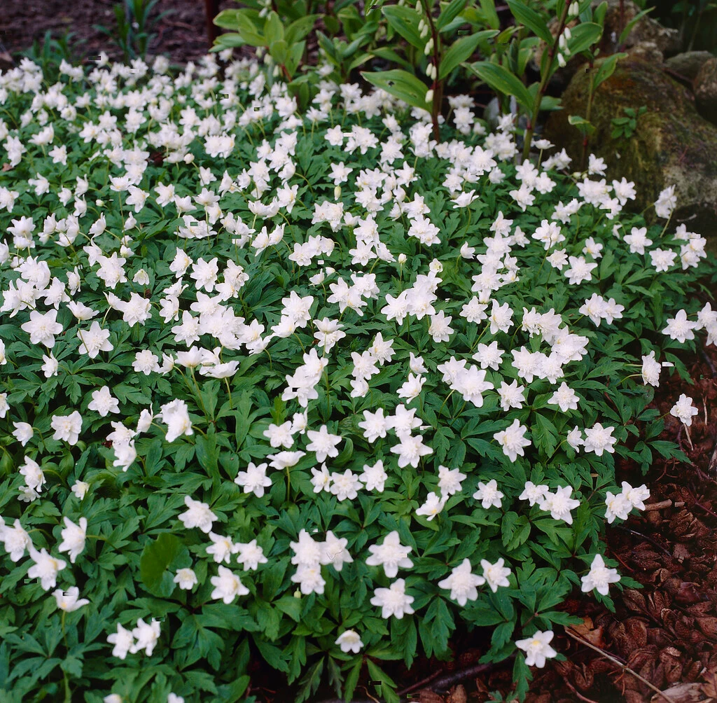 1475  Anemone nemorosa  Vestal  I  Svenskt namn  :Vitsippa  I  Krukstorlek   : 11c  I  Förväntad Höjd  :  15 cm  I  Blomningstid :  april-maj