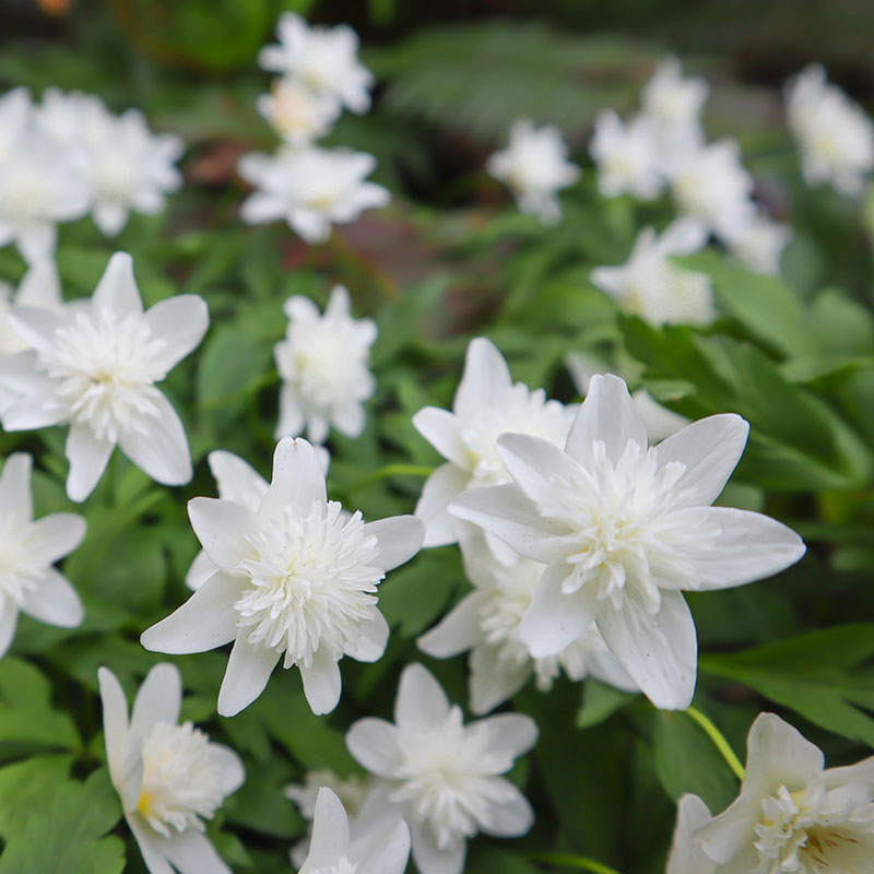 1475  Anemone nemorosa  Vestal  I  Svenskt namn  :Vitsippa  I  Krukstorlek   : 11c  I  Förväntad Höjd  :  15 cm  I  Blomningstid :  april-maj - 3