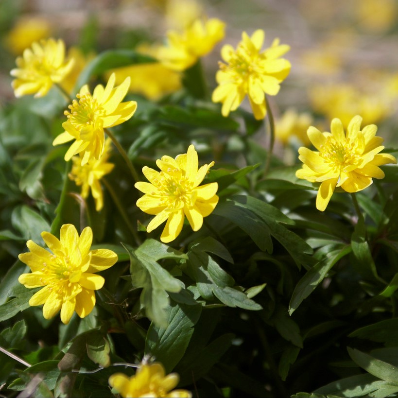 1480  Anemone ranunculoides  Semiplena  I  Svenskt namn  :Gulsippa  I  Krukstorlek   : 11c  I  Förväntad Höjd  :  15 cm  I  Blomningstid :  april-maj - 2
