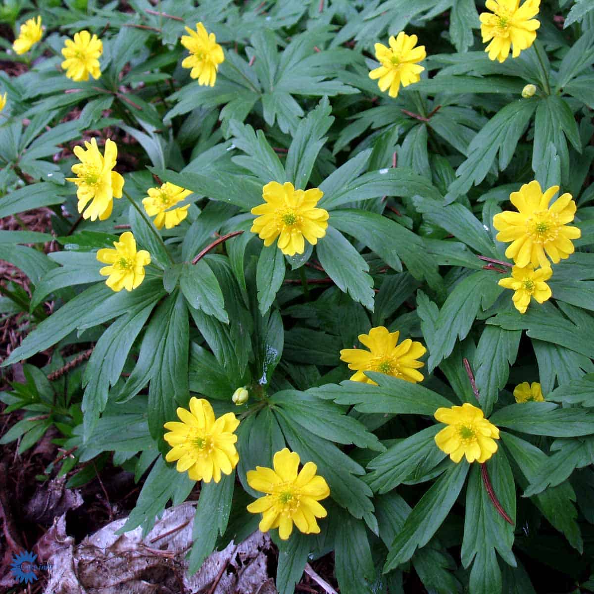 1480  Anemone ranunculoides  Semiplena  I  Svenskt namn  :Gulsippa  I  Krukstorlek   : 11c  I  Förväntad Höjd  :  15 cm  I  Blomningstid :  april-maj