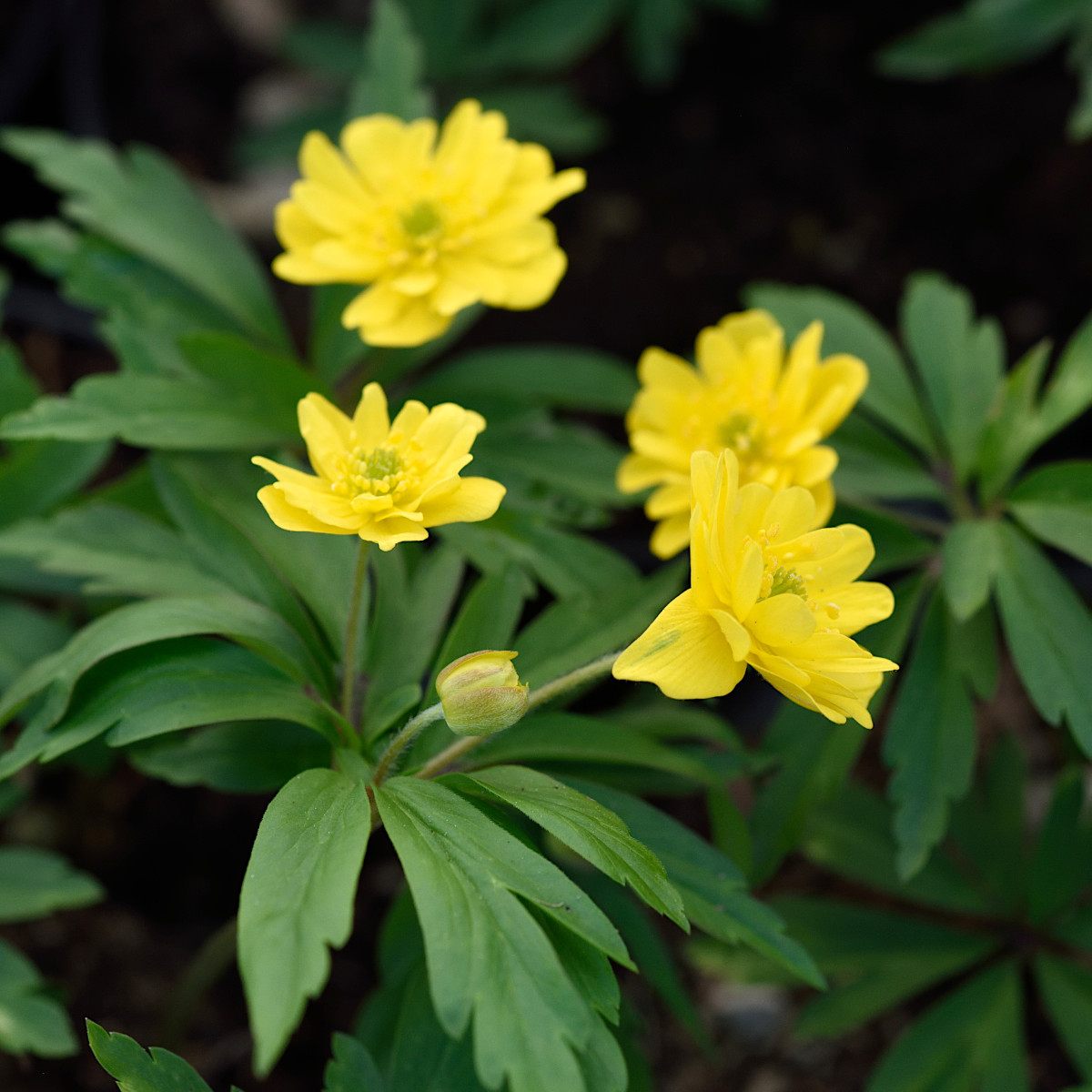 1480  Anemone ranunculoides  Semiplena  I  Svenskt namn  :Gulsippa  I  Krukstorlek   : 11c  I  Förväntad Höjd  :  15 cm  I  Blomningstid :  april-maj - 3