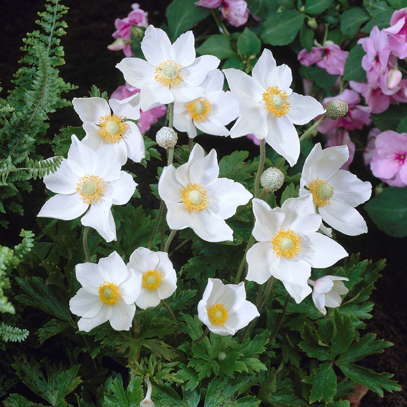 1485  Anemone sylvestris  I  Svenskt namn  :Tovsippa  I  Krukstorlek   : 11c  I  Förväntad Höjd  :  30 cm  I  Blomningstid :  maj-juni - 2