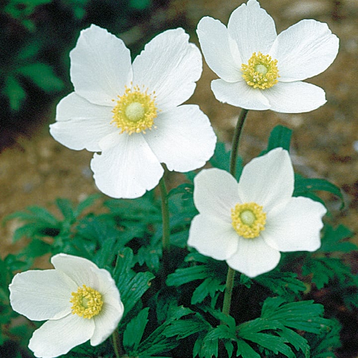1485  Anemone sylvestris  I  Svenskt namn  :Tovsippa  I  Krukstorlek   : 11c  I  Förväntad Höjd  :  30 cm  I  Blomningstid :  maj-juni - 3