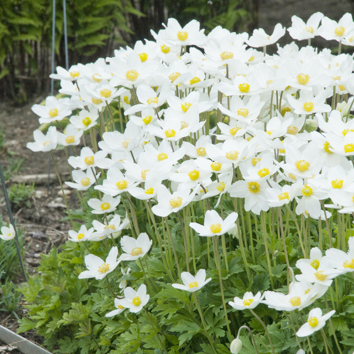 1485  Anemone sylvestris  I  Svenskt namn  :Tovsippa  I  Krukstorlek   : 11c  I  Förväntad Höjd  :  30 cm  I  Blomningstid :  maj-juni