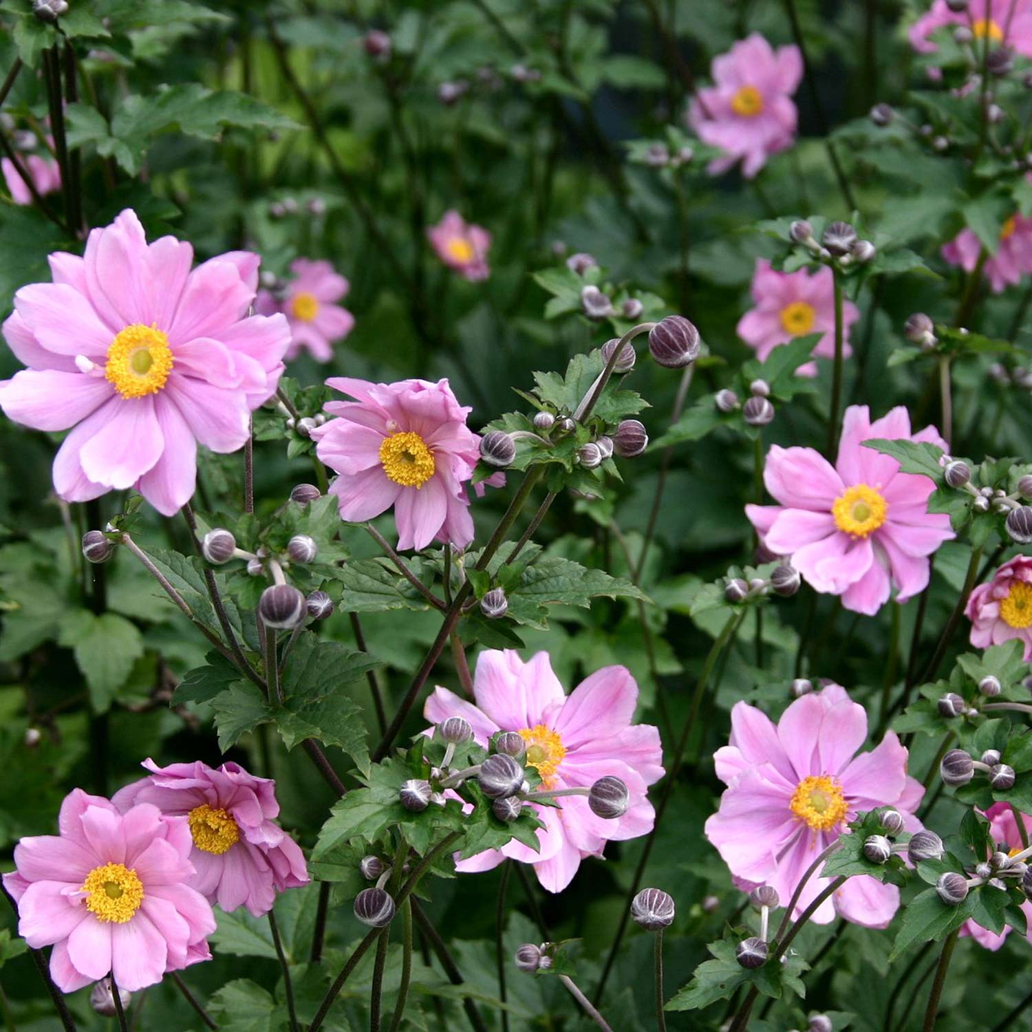 1446  Anemone tomentosa  Serenade  I  Svenskt namn  :Silvrig höstanemon  I  Krukstorlek   : SQ1/P9  I  Förväntad Höjd  :  60/90 cm  I  Blomningstid :  sept-okt
