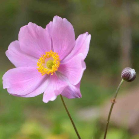 1446  Anemone tomentosa  Serenade  I  Svenskt namn  :Silvrig höstanemon  I  Krukstorlek   : SQ1/P9  I  Förväntad Höjd  :  60/90 cm  I  Blomningstid :  sept-okt - 3