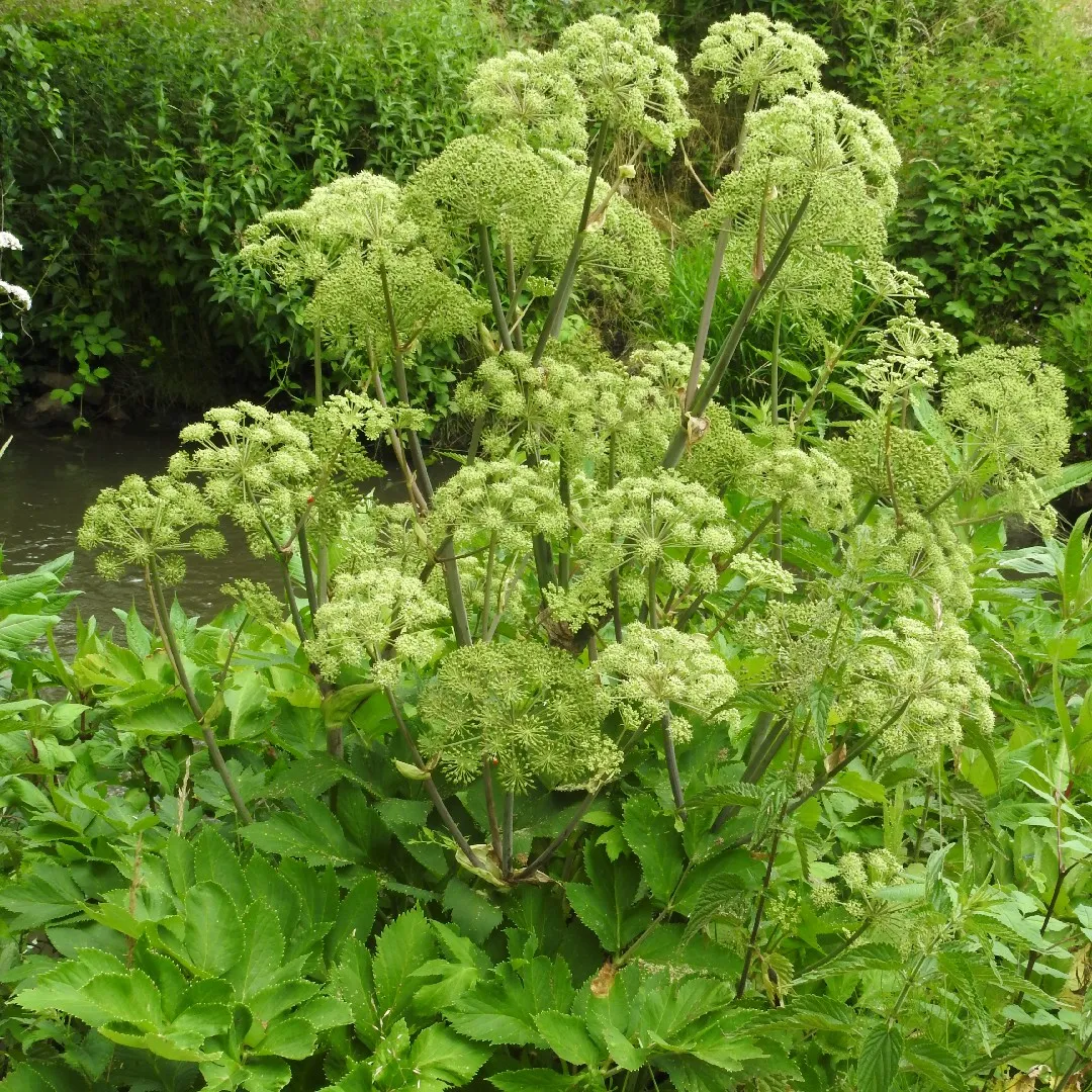 8804  Angelica archangelica  I  Svenskt namn  :Fjällkvanne  I  Krukstorlek   : SQ1  I  Förväntad Höjd  :  150 cm  I  Blomningstid :  juni-juli