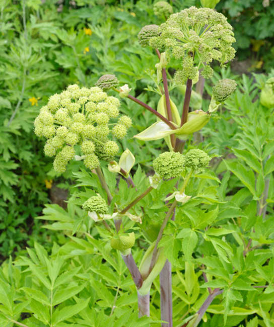 8804  Angelica archangelica  I  Svenskt namn  :Fjällkvanne  I  Krukstorlek   : SQ1  I  Förväntad Höjd  :  150 cm  I  Blomningstid :  juni-juli - 2