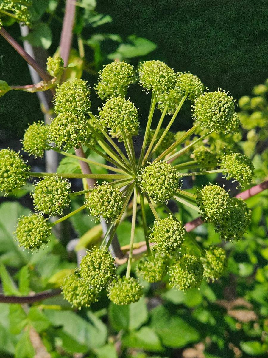 8804  Angelica archangelica  I  Svenskt namn  :Fjällkvanne  I  Krukstorlek   : SQ1  I  Förväntad Höjd  :  150 cm  I  Blomningstid :  juni-juli - 3