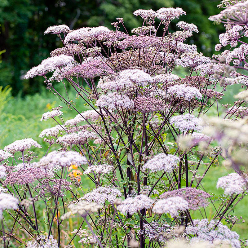 1525  Angelica sylvestris Vicars Mead  I  Svenskt namn  :Strätta  I  Krukstorlek   : SQ1  I  Förväntad Höjd  :  150 cm  I  Blomningstid :  juli-aug
