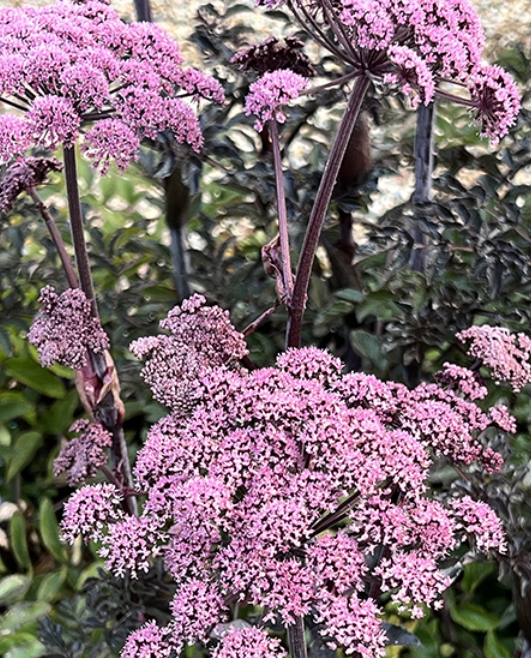 1525  Angelica sylvestris Vicars Mead  I  Svenskt namn  :Strätta  I  Krukstorlek   : SQ1  I  Förväntad Höjd  :  150 cm  I  Blomningstid :  juli-aug - 2
