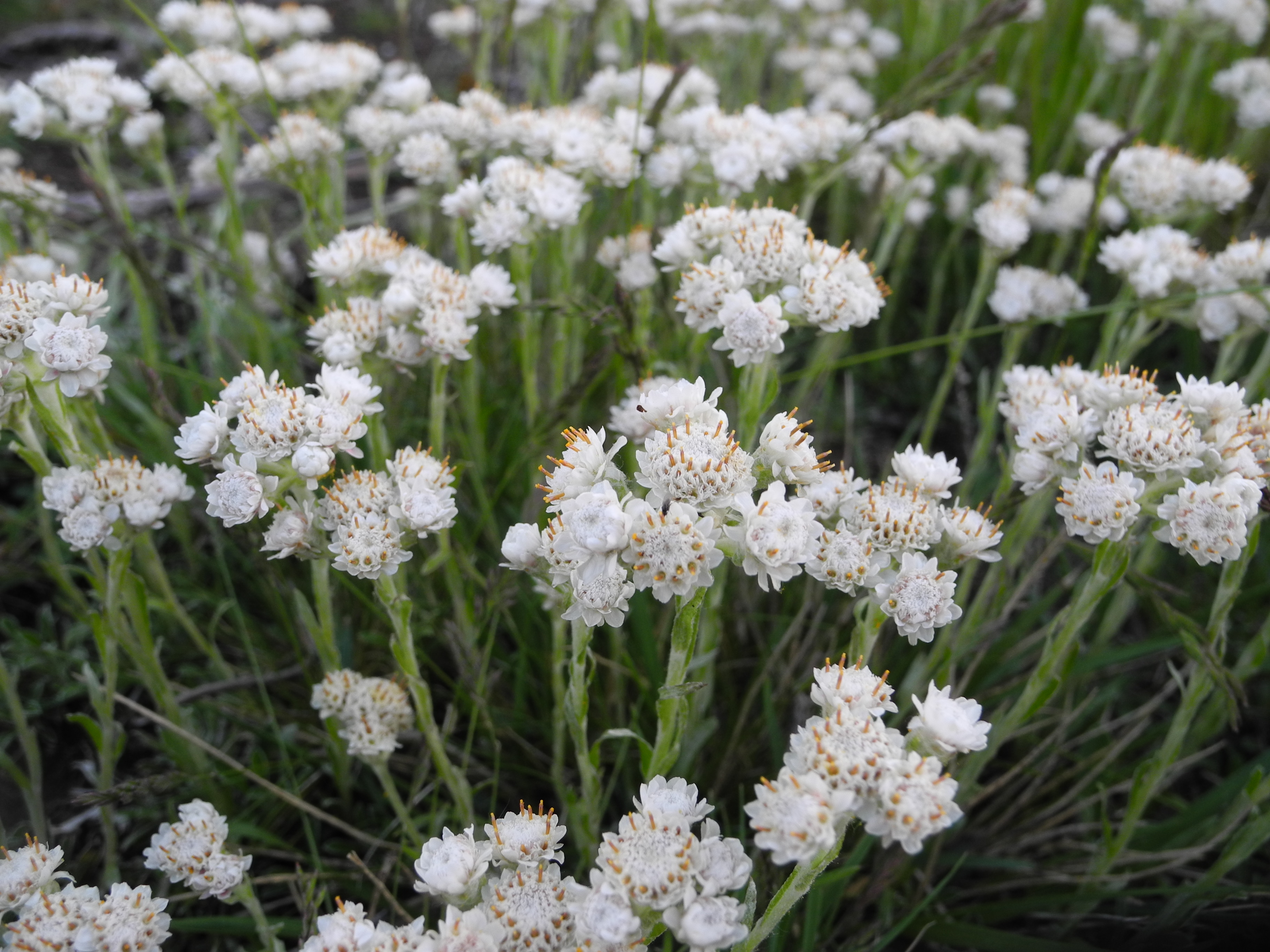 1531  Antennaria dioica  Borealis  I  Svenskt namn  :Kattfot  I  Krukstorlek   : 11c  I  Förväntad Höjd  :  5 cm  I  Blomningstid :  maj-juni - 3