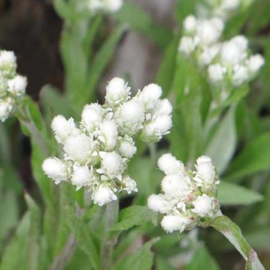 1531  Antennaria dioica  Borealis  I  Svenskt namn  :Kattfot  I  Krukstorlek   : 11c  I  Förväntad Höjd  :  5 cm  I  Blomningstid :  maj-juni