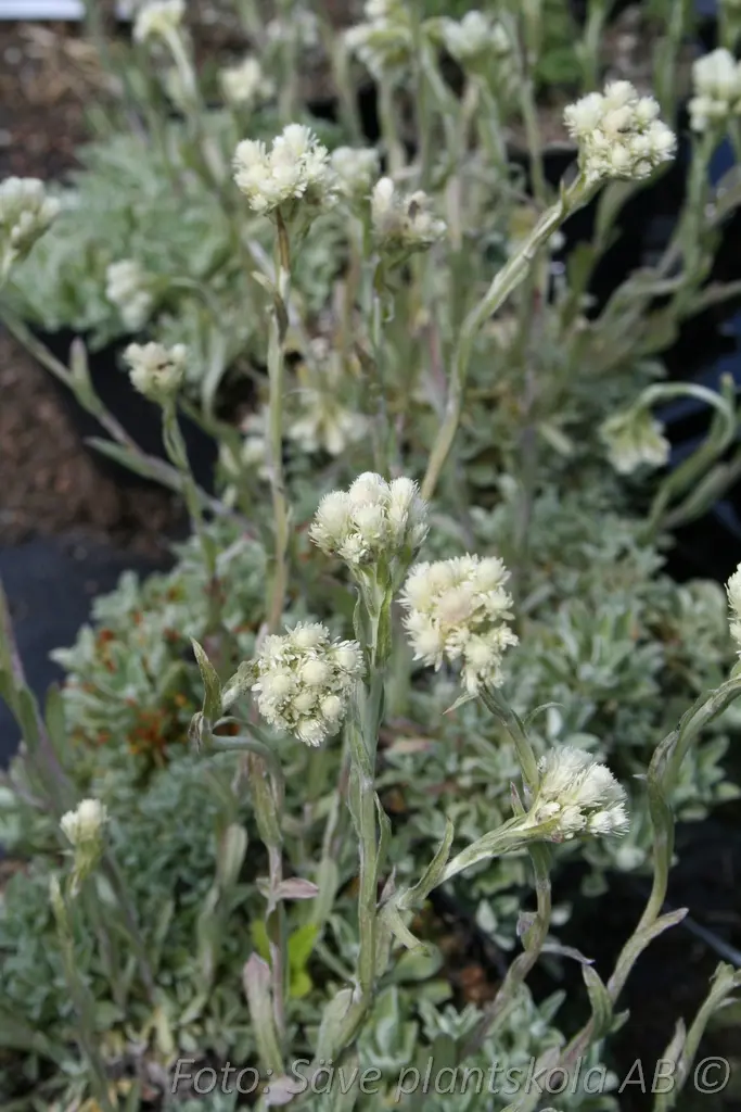 1531  Antennaria dioica  Borealis  I  Svenskt namn  :Kattfot  I  Krukstorlek   : 11c  I  Förväntad Höjd  :  5 cm  I  Blomningstid :  maj-juni - 2