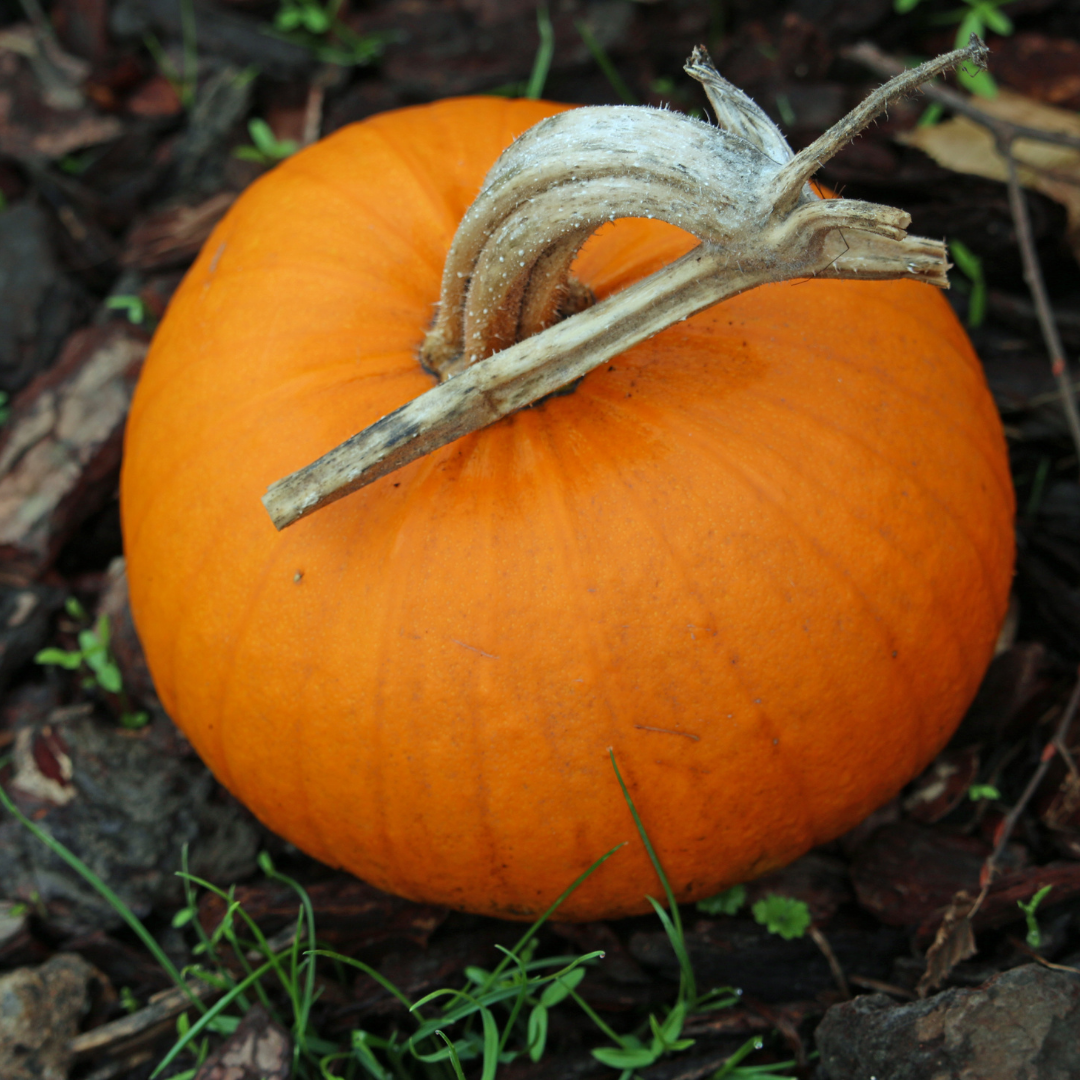 Pumpa - New England Pie