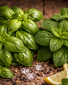 DOFTOLJA QUEEN LILY / BASILIKA & MYNTA