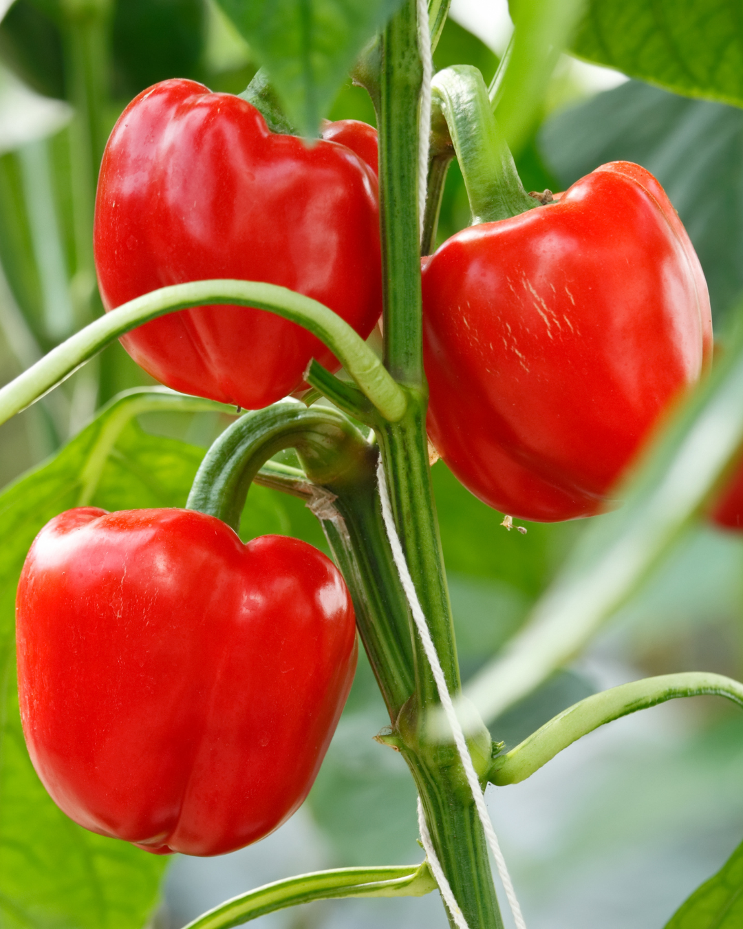 Paprika - Minicor