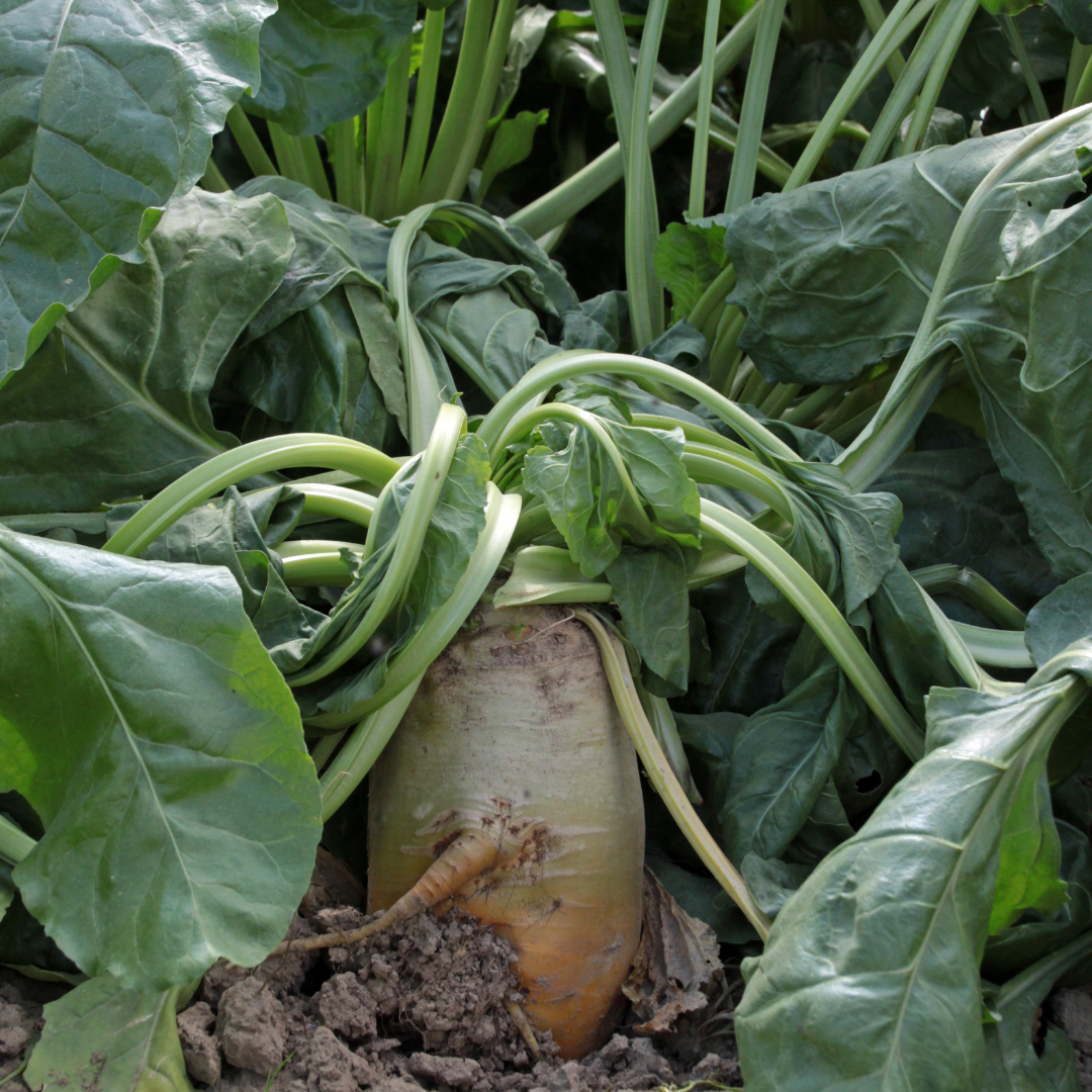 Foderbeta - Brigadier