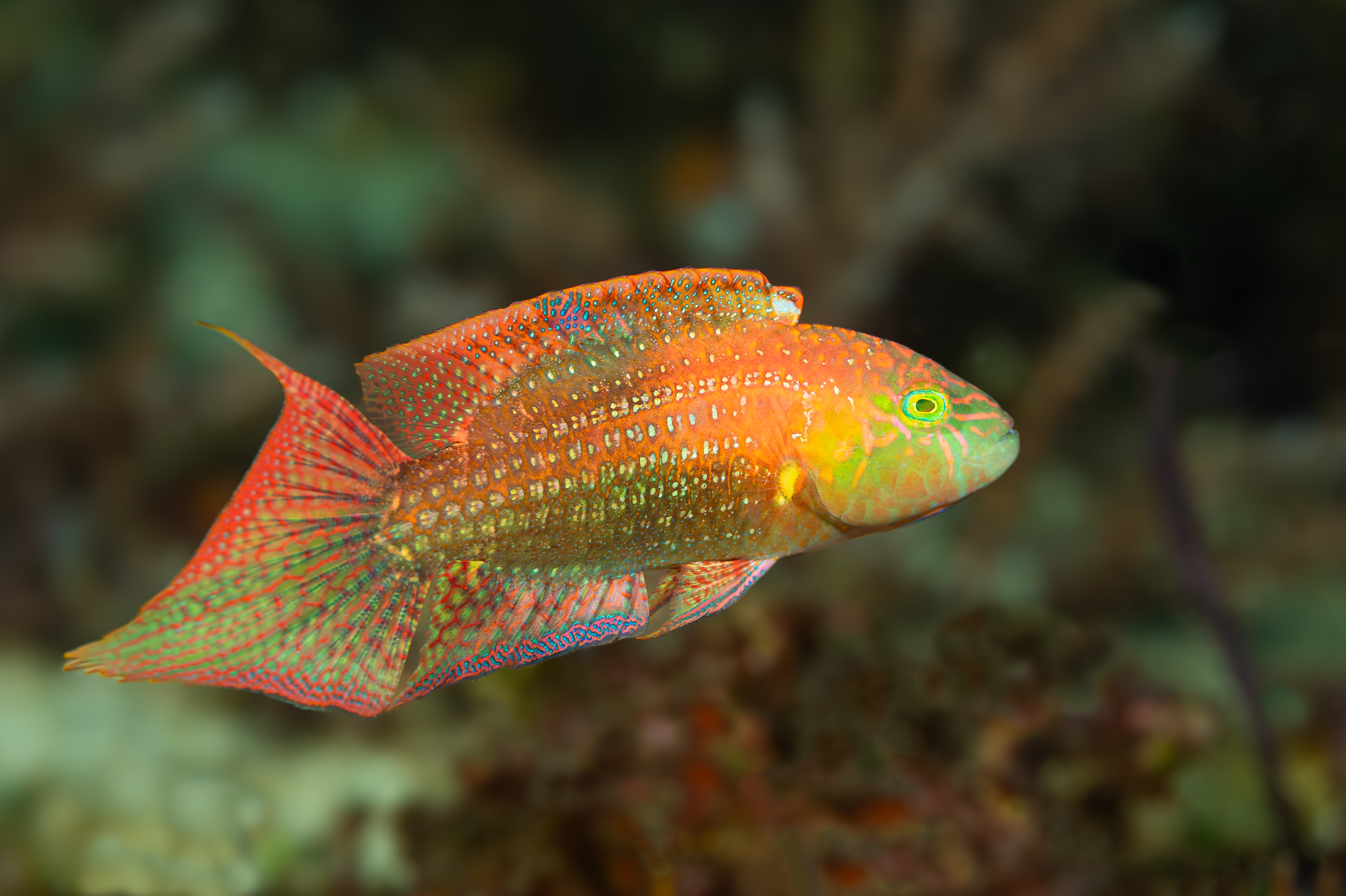 Oxycheilinus Bimaculatus